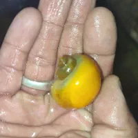 ماهی اکواریوم گوپی کالر آنجل زبرا پمپ هوا|ماهی|گلبهار, شهر جدید گلبهار|دیوار