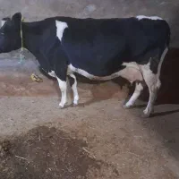 گاو شیری اصیل خانگی  با گوساله سیمینتال اصیل