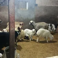 فروش 4جفت گوسفندباسه تابره