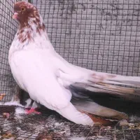 کبوتر قنار