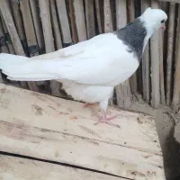 ۳تا جوجه طوقی فروشی|پرنده|جیرفت, |دیوار