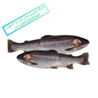 قزل آلا اصفهان