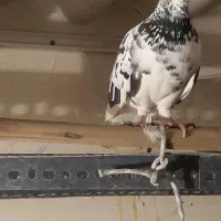 کفتر|پرنده|تهران, سنگلج (شاپور)|دیوار