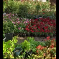 هرس باغبانی،گلکاری،نهال کاری،گل کاری،حرس درخت