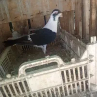 کبوتر نر سیاه و سفید