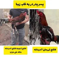 لاری خروس جوجه مرغ|حیوانات مزرعه|مشهد, کوی پلیس|دیوار