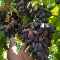 نهال و قلمه ی ارقام ایرانی و خارجی انگور|خدمات باغبانی و درختکاری|طاغنکوه, |دیوار