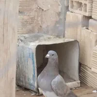 زاغ غلاغ دمگیر