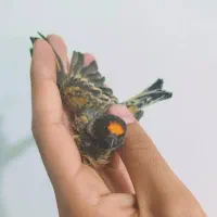 پرنده گلبسر|پرنده|کوهدشت, |دیوار