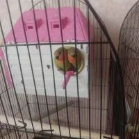 کوتوله برزیلی ۳ماهه دونخور نیمه دستی