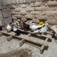 کبوتر