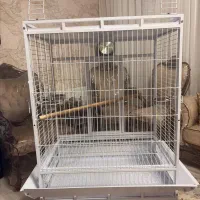 قفس کاسکو