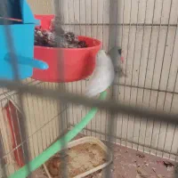 نروماده فنچ لپ سیاه مولد|پرنده|شهرکرد, |دیوار