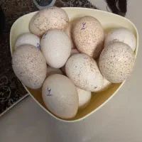 تخم نطفه دار بوقلمون