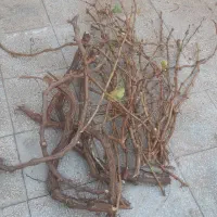 قلمه درخت انگور عسگر