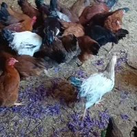 ده تا جوجه خروس چاق|حیوانات مزرعه|سلیمان, |دیوار