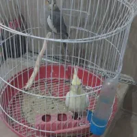 یک جفت عروس هلندی ویک جفت طوطی برزیلی برای فروش