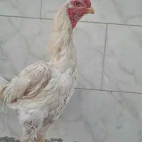 حیوانات ومزرعه خروس