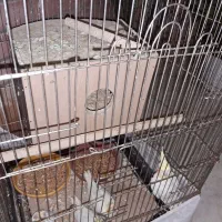 عروس هلندی با جوجه هاش