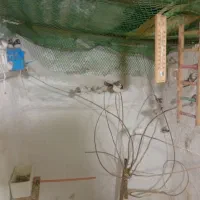 فنچ