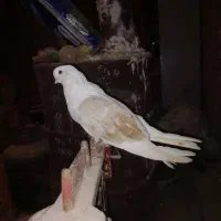 کفتر پشتار.دوکت