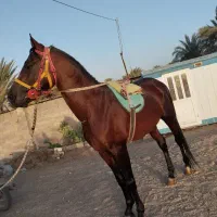 اسب|اسب و تجهیزات اسب‌سواری|بافق, |دیوار