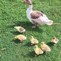 غاز مادر و جوجه غاز و جوجه اردک