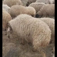 معاوضه گوسفند با  پیکاپ ریچ