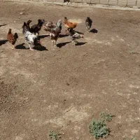 جوجه خروس|حیوانات مزرعه|آق قلا, |دیوار