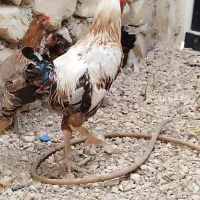 دو مرغ محلی  ویک خورس لاری|حیوانات مزرعه|برازجان, |دیوار