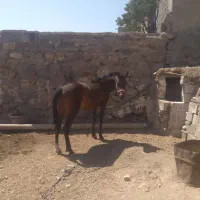 اسب ۱۵ماه