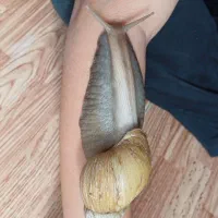 سلام فروش حلزون از۱ماه تامولد|خزنده|خرمآباد, |دیوار