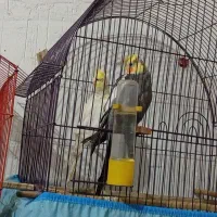 فروش عروس هلندی|پرنده|بندر دیر, |دیوار