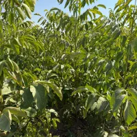 تولید نهال گردو خوشه ای|خدمات باغبانی و درختکاری|صباشهر, |دیوار