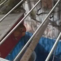 کوتوله برزیلی|پرنده|ماهدشت, |دیوار