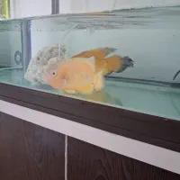 یک جفت ماهی اکواریوم اسکار نر و ماده|ماهی|فولادشهر, مسکن مهر فولادشهر|دیوار