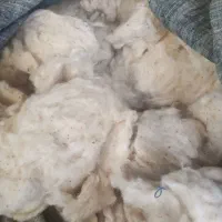 فروش پنبه طبیعی|رختخواب، بالش، پتو|بیرجند, |دیوار