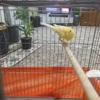 قناری مست مست شلاقی|پرنده|مشکین‌دشت, |دیوار