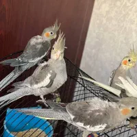 ۶عدد پرنده|پرنده|رشت, چمارسرا|دیوار