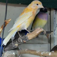 قناری ماده|پرنده|درگز, |دیوار