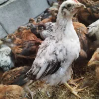 جوجه درشت عمده جهت کاسبی