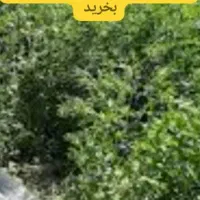 بذر یونجه محلی اصیل بمی اصلاح شده پاک تمیز|خدمات باغبانی و درختکاری|کرمان, |دیوار