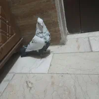 کبوتر دمبی ماده پرشی|پرنده|قم, زنبیل آباد|دیوار