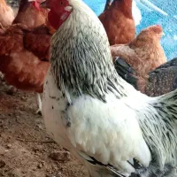 3 تا خروس|حیوانات مزرعه|املش, |دیوار