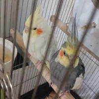 فروش یک جفت عروس هلندی سخنگو|پرنده|قزوین, |دیوار