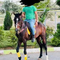 اسب عرب