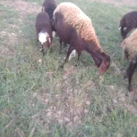 یک عددگوسفندبره داربره ماده|حیوانات مزرعه|بندر ترکمن, |دیوار