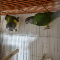 جفت طوطی سنگال مولد به شرط