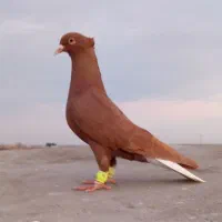 دم سفید ماده