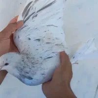 کبوتر  هفت رنگ  لطفا اگهی کامل خوانده شود|پرنده|زاوه, |دیوار